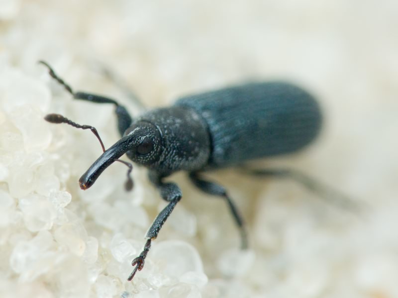 Mecinus Germar, 1821